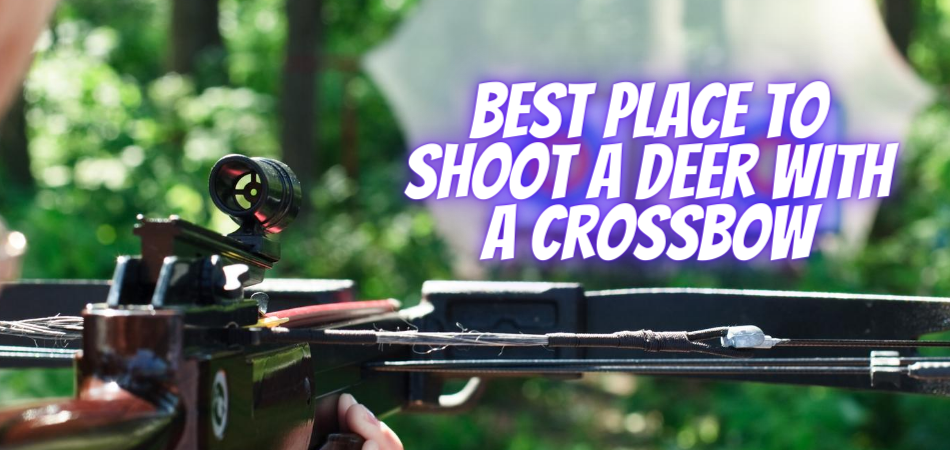 Best Place to Shoot a Deer With a Crossbow 2021